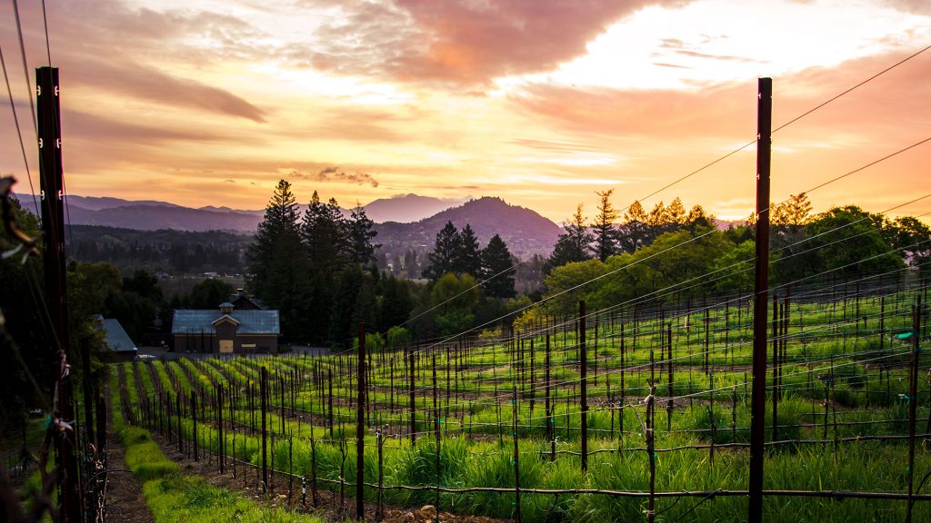 Proposal site in sonoma wine country