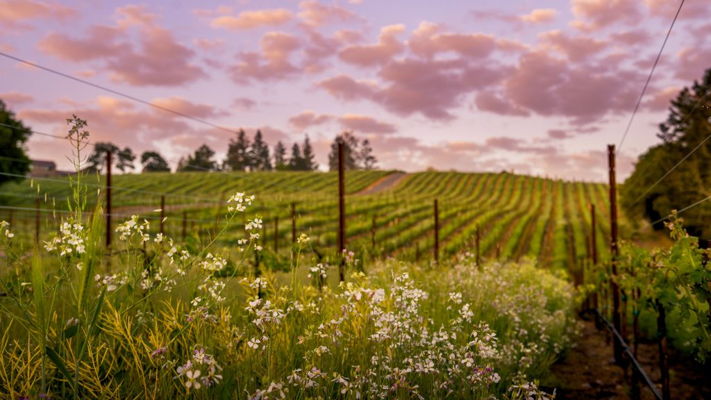 Proposal site overlooking wine country vineyards